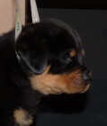 Rottweiler s PP - �teniatka