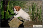 Jack Russell Teri�r s PP ( JRT )