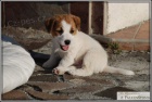 Jack Russell Teri�r s PP ( JRT )