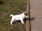 Jack Russell Teri�r s PP ( JRT )
