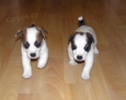 �t��ata JRT (jack russell teriera) s PP