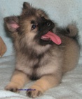 vl pic-keeshond