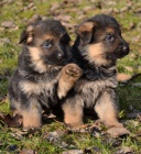 N�meck� ov��k - �t�n� s PP