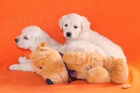 zlat� retr�vr - golden retriever s PP