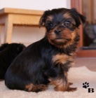 Jork��rsk� teri�r - �t��ata bez PP