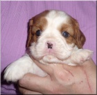 Kaval�r King Charles Spaniel s PP