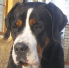 �t�n� vhodn� k d�tem Velk� �v�carsk� sala�n�k