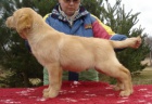 Labradorsk� retriever s PP