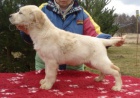 Labradorsk� retriever s PP