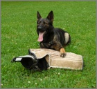 �t�nata N�meck� ov��k s PP,v�b�rov� chov.