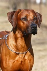Rhod�sk� ridgeback s PP - posledn� 2 pejsci!