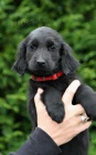 FLAT COATED RETRIEVER �ern� fenky