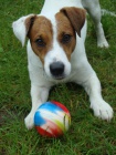 Jack russel terier - kryt�