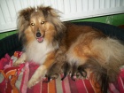 �eltie/sheltie