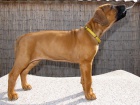 Rhod�sk� ridgeback s PP - voln� kr�sn� fenka!