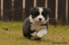 �t��ata border kolie s PP
