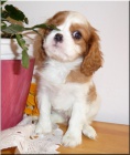Kaval�r King Charles Spaniel s PP