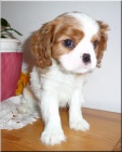 Kaval�r King Charles Spaniel s PP