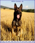 ZAD�M �T���TKA MALINOISE s PP