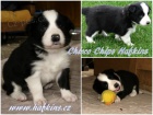 �t���tka border collie s PP