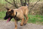 Belgick ovk - malinois