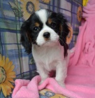 �t�natko kaval�ra s PP