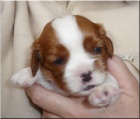 Kaval�r King Charles Spaniel s PP