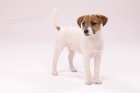 Parson Jack Russell teri�r 
