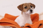 Parson Jack Russell teri�r