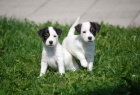 Parson Jack Russell teri�r