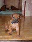 Rhod�sk� ridgeback - �t���tka s pp