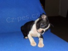 Bostonsk� terier - pejsek s pp