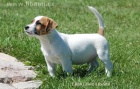 Jack Russell teri�r
