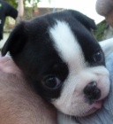 kluk bostonsk� terier