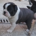 kluk bostonsk� terier