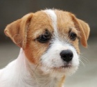 Jack Russell teri�r