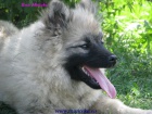 vl pic-keeshond