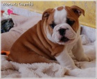 Anglick� buldok/ bulldog �t���tka
