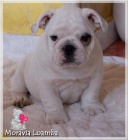 Anglick� buldok/ bulldog �t���tka