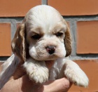 Americk� kokr�pan�l