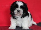 Shih-tzu, �i-tzu s PP