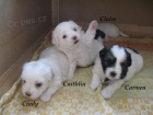 �t��ata Coton de Tulear
