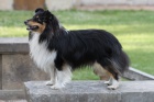 Nab�z�m k odb�ru 1 voln� �t���tko sheltie