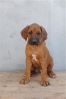 Rhod�sk� ridgeback - �t���tka s pp