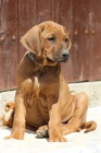 Rhod�sk� ridgeback - �t���tka s pp