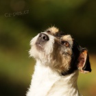 Parson Russell - �t���tka s PP - pejsci