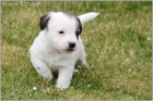 Jack Russell teri�r