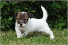 Jack Russell teri�r