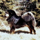 Tibetsk� doga - bereme z�znamy na vrh 2012/2013