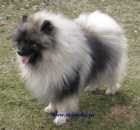 keeshond, nmeck pic vl